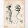 Gehirn und Rückenmark III | Codex Anatomicus Clearance