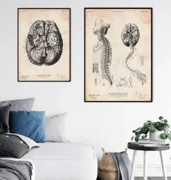 Gehirn und Rückenmark III | Codex Anatomicus Clearance