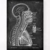 Gehirn und Wirbelsäule - Chalkboard | Codex Anatomicus Clearance