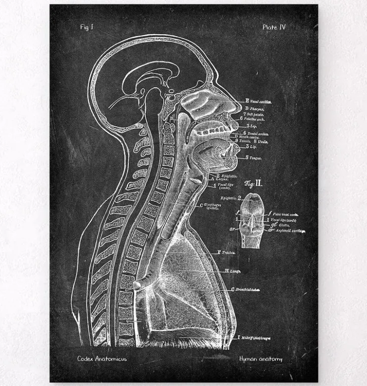 Gehirn und Wirbelsäule - Chalkboard | Codex Anatomicus Clearance