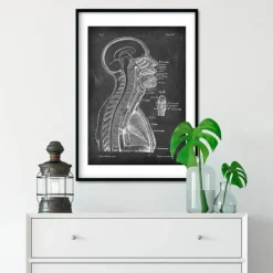 Gehirn und Wirbelsäule - Chalkboard | Codex Anatomicus Clearance
