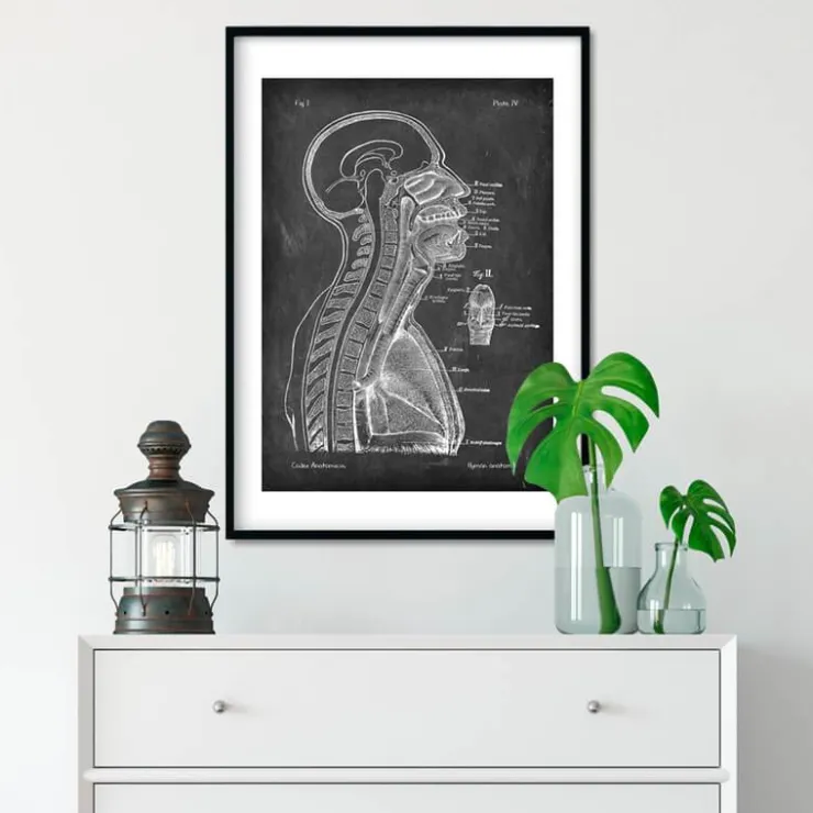 Gehirn und Wirbelsäule - Chalkboard | Codex Anatomicus Clearance