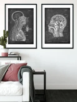 Gehirn und Wirbelsäule - Chalkboard | Codex Anatomicus Clearance