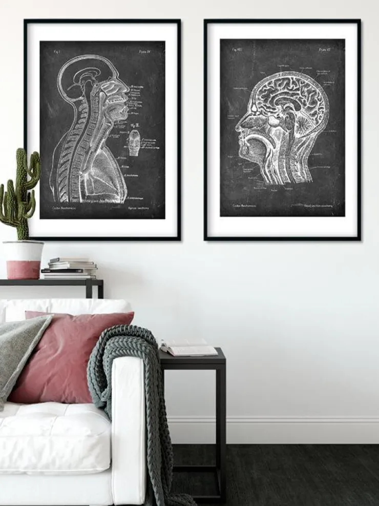 Gehirn und Wirbelsäule - Chalkboard | Codex Anatomicus Clearance