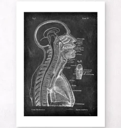 Gehirn und Wirbelsäule - Chalkboard | Codex Anatomicus Clearance