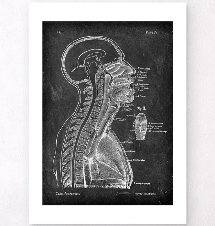 Gehirn und Wirbelsäule - Chalkboard | Codex Anatomicus Clearance