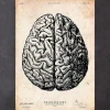 Gehirnan Anatomie V | Codex Anatomicus Outlet
