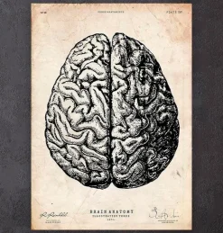 Gehirnan Anatomie V | Codex Anatomicus Outlet