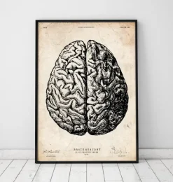 Gehirnan Anatomie V | Codex Anatomicus Outlet
