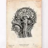 Gehirnanatomiedruck IV | Codex Anatomicus New