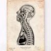 Gehirns und des Rückenmarks Anatomie II | Codex Anatomicus Online