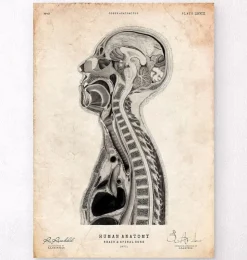 Gehirns und des Rückenmarks Anatomie II | Codex Anatomicus Online