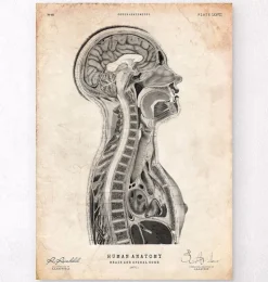 Gehirns und des Rückenmarks Anatomie | Codex Anatomicus Hot
