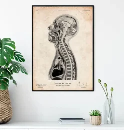Gehirns und des Rückenmarks Anatomie II | Codex Anatomicus Online