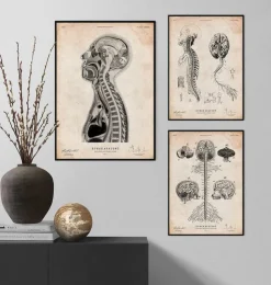 Gehirns und des Rückenmarks Anatomie II | Codex Anatomicus Online