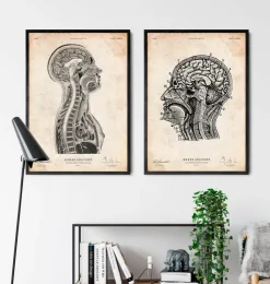 Gehirns und des Rückenmarks Anatomie | Codex Anatomicus Hot