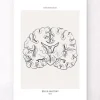 Gehirnschnitt Anatomie - Line-Art | Codex Anatomicus Online