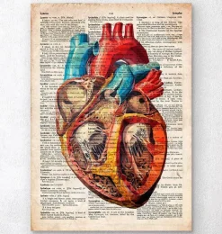 Geometrische Herzanatomie - Altes Wörterbuch | Codex Anatomicus Hot