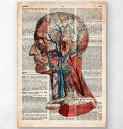Geometrische Kopfanatomie - Altes Wörterbuch | Codex Anatomicus Best