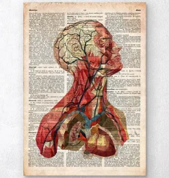 Geometrische Kopfanatomie II- Altes Wörterbuch | Codex Anatomicus Clearance