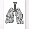 Geometrische Lungen | Codex Anatomicus Online