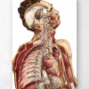 Geometrische menschliche Anatomie II | Codex Anatomicus Discount