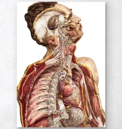 Geometrische menschliche Anatomie II | Codex Anatomicus Discount
