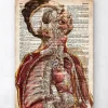Geometrische menschliche Anatomie II - Altes Wörterbuch | Codex Anatomicus Hot