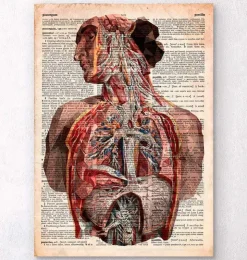 Geometrische menschliche Anatomie - Altes Wörterbuch | Codex Anatomicus New