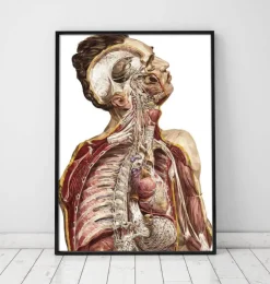Geometrische menschliche Anatomie II | Codex Anatomicus Discount