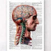 Geometrischer Kopf und Gehirn - Wörterbuch | Codex Anatomicus Outlet