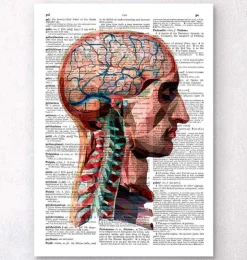 Geometrischer Kopf und Gehirn - Wörterbuch | Codex Anatomicus Outlet