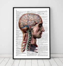 Geometrischer Kopf und Gehirn - Wörterbuch | Codex Anatomicus Outlet