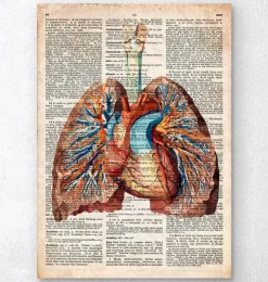 Geometrisches Herz und Lunge - Altes Wörterbuch | Codex Anatomicus Discount