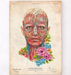 Gesichts Anatomie - Floral - Vintage | Codex Anatomicus Best