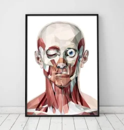Gesichts anatomie I - Geometrisch | Codex Anatomicus Clearance