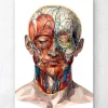 Gesichts Anatomie II - Geometrisch | Codex Anatomicus Clearance
