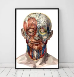 Gesichts Anatomie II - Geometrisch | Codex Anatomicus Clearance
