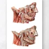 Gesichts Anatomie III - Geometrisch | Codex Anatomicus Clearance