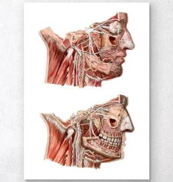 Gesichts Anatomie III - Geometrisch | Codex Anatomicus Clearance