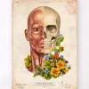Gesichtsmuskeln Anatomie - Floral - Altes Papier | Codex Anatomicus Best