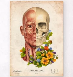 Gesichtsmuskeln Anatomie - Floral - Altes Papier | Codex Anatomicus Best