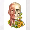 Gesichtsmuskeln Anatomie - Floral - Weiß | Codex Anatomicus Clearance