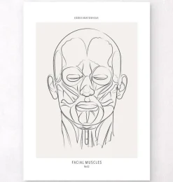 Gesichtsmuskulatur - Line-Art | Codex Anatomicus Discount