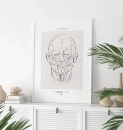 Gesichtsmuskulatur - Line-Art | Codex Anatomicus Discount