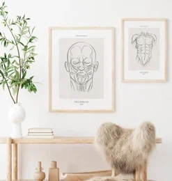 Gesichtsmuskulatur - Line-Art | Codex Anatomicus Discount