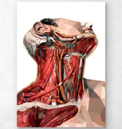 Hals Anatomie - Geometrisch | Codex Anatomicus Discount