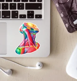 Hals Anatomie Aufkleber - Aquarell | Codex Anatomicus Sale