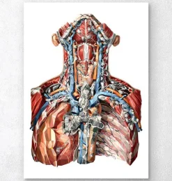 Halsarterien und Lymphsystem | Codex Anatomicus Sale