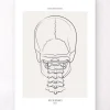 Halsknochen - Line-Art | Codex Anatomicus Fashion